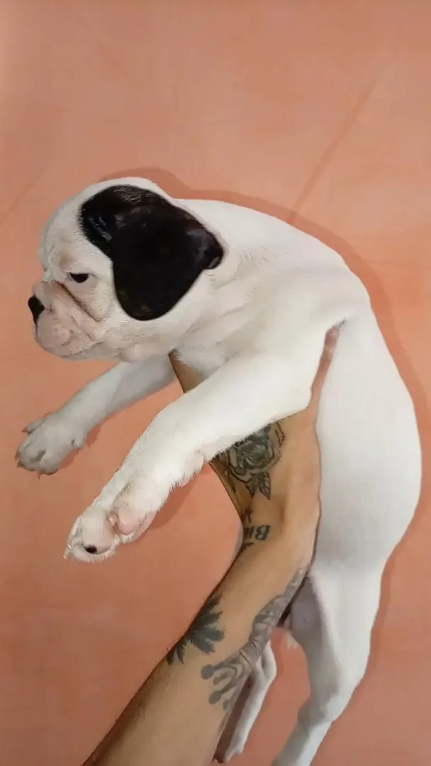 Bouledogue français 🇫🇷