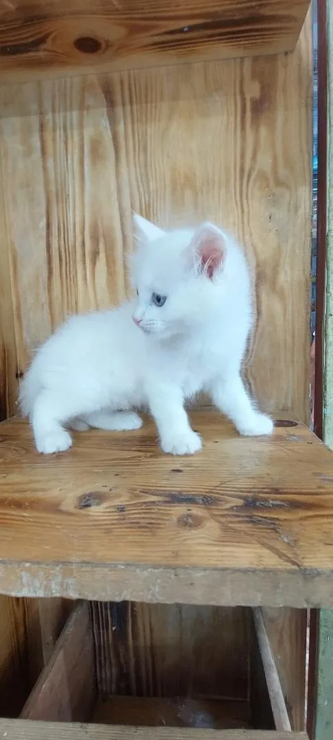 Chat Siamois et Angora Turc à vendre