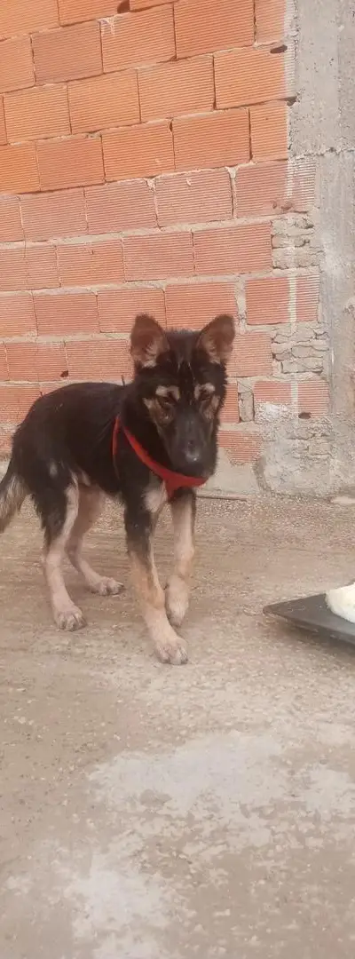 Chien Berger 6 mois, carnet de santé, raison de vente petit balcon