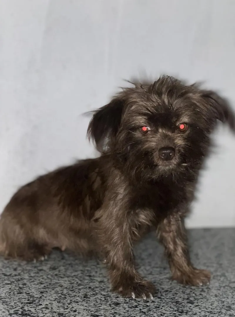 Toy shorkie