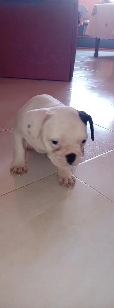 Bouledogue français