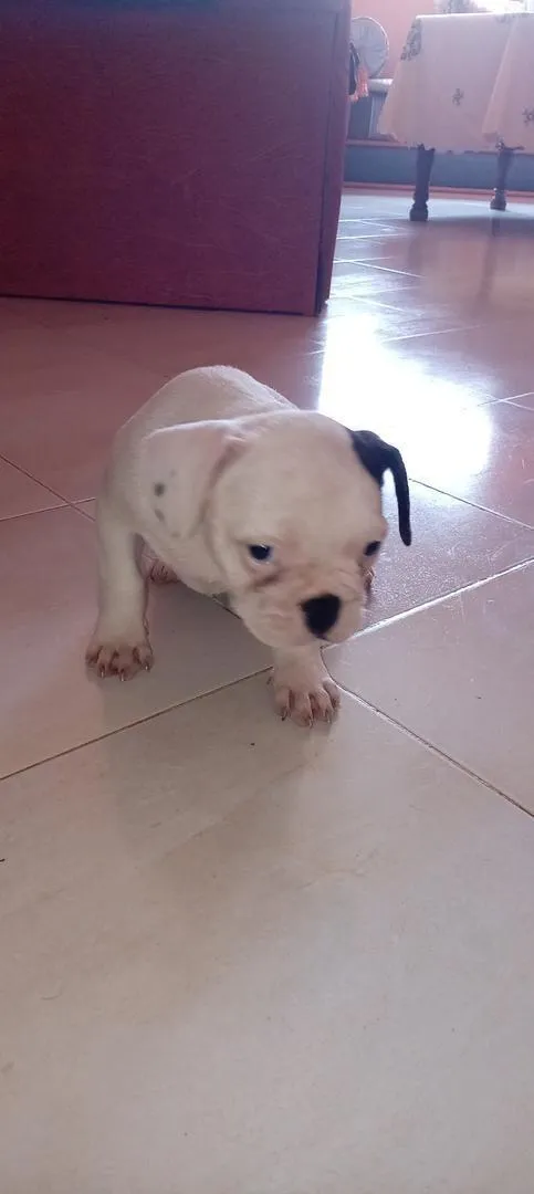 Bouledogue français