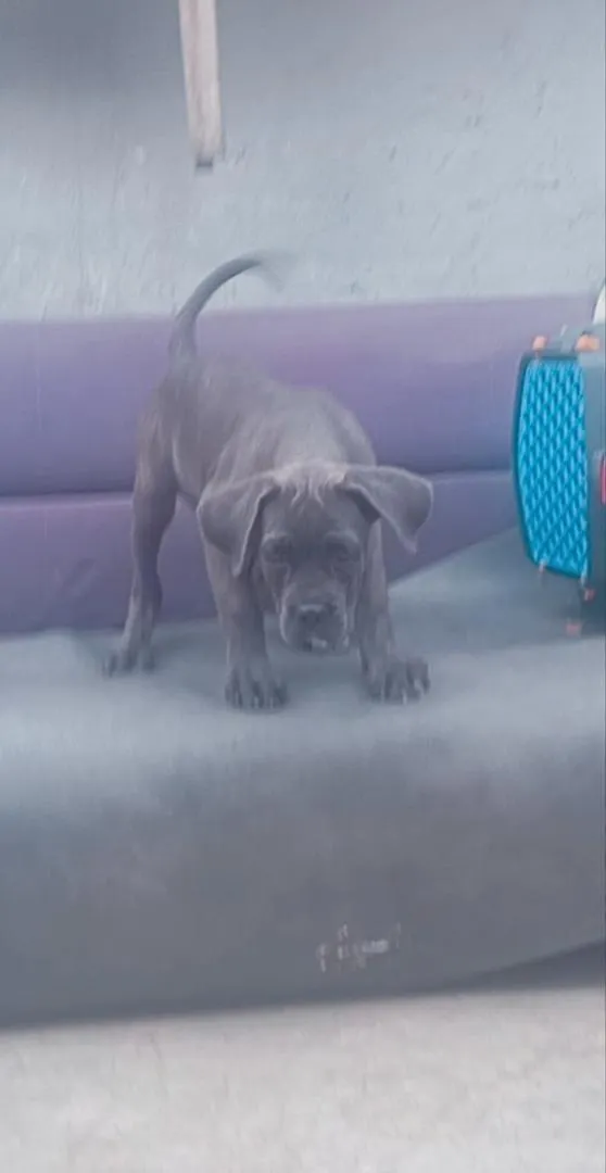 Super femelle Cane Corso pure race