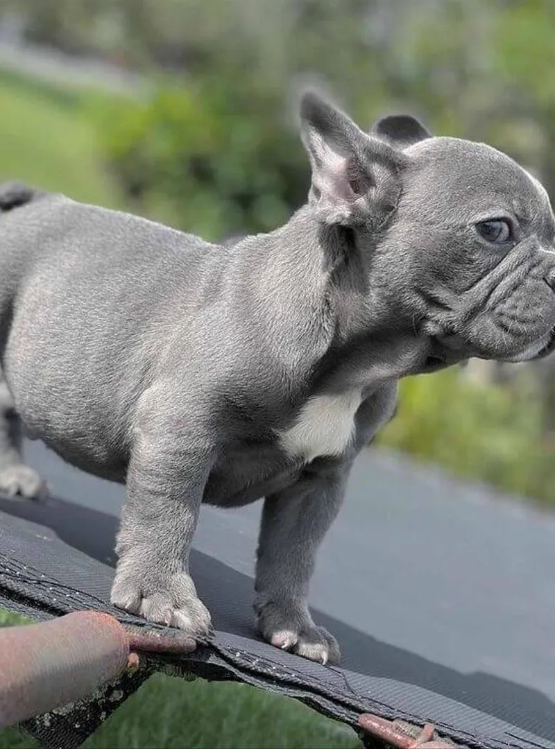 Chiot bouledogue français exotique