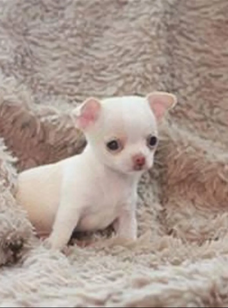 Chiot chihuahua
