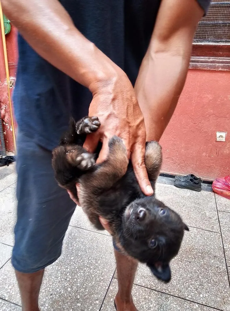 Chiots Malinois disponibles