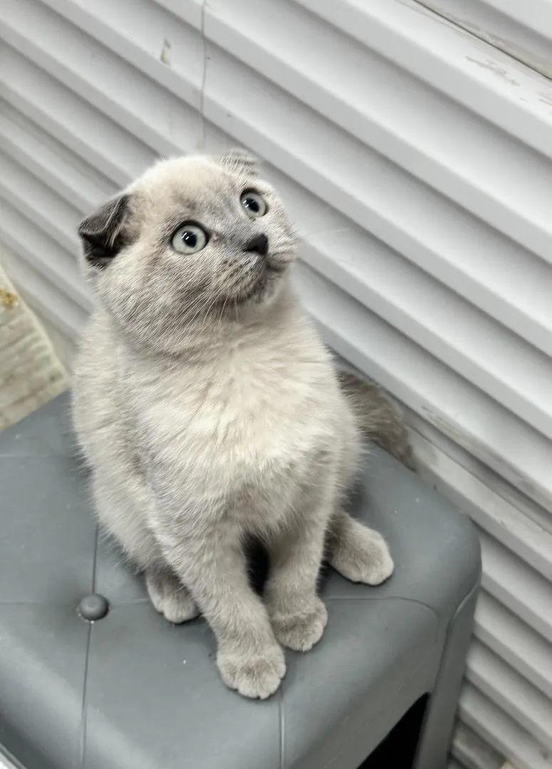 Adorable chaton Scottish Fold