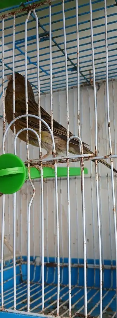 Tembrado belle voix. Mâle. Avec cage