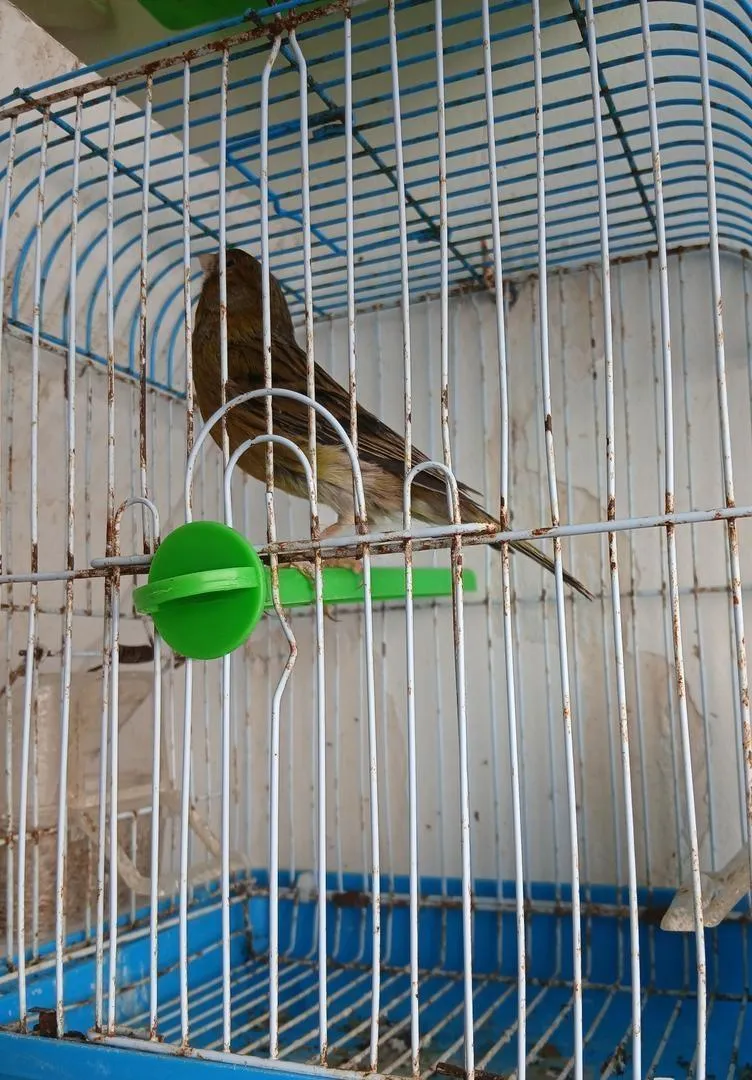 Tembrado belle voix. Mâle. Avec cage