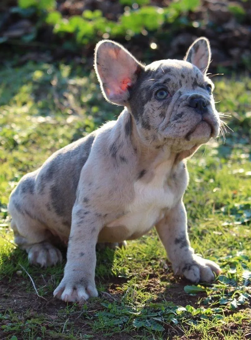 bulldog français
