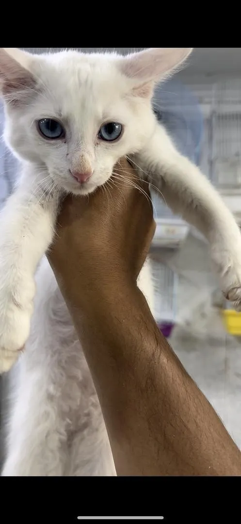 Angora turc