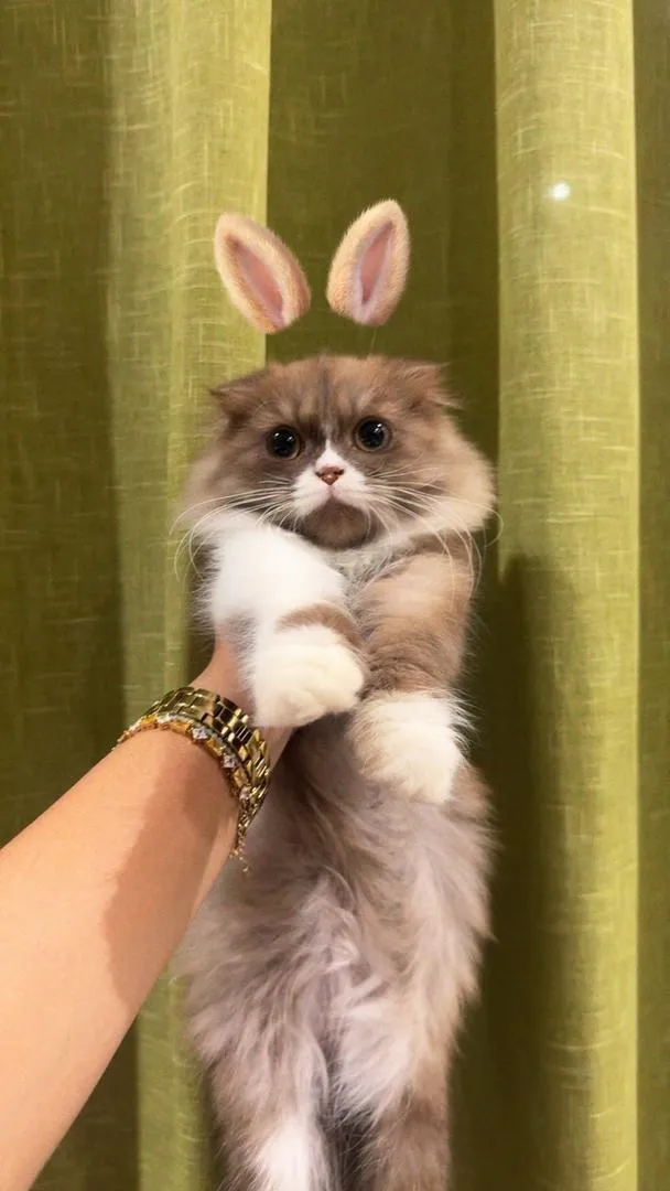 Chaton Scottish Fold Highland chocolat et blanc