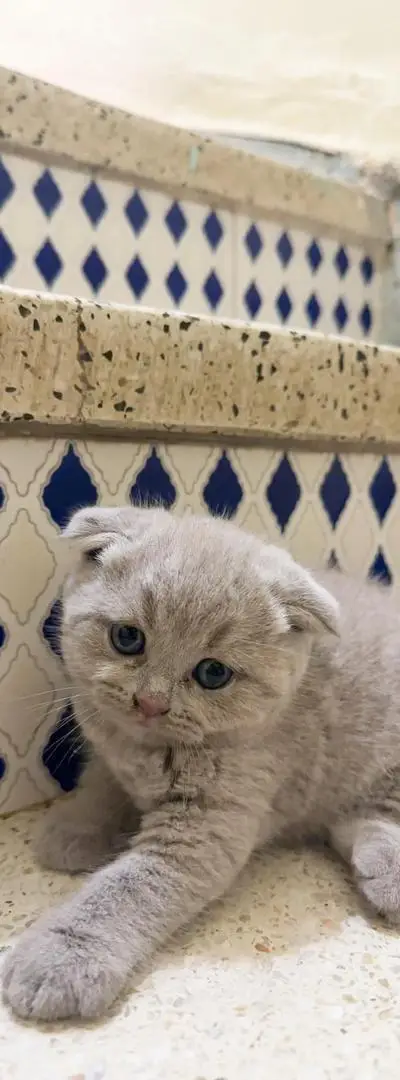 Chatons Scottish Fold