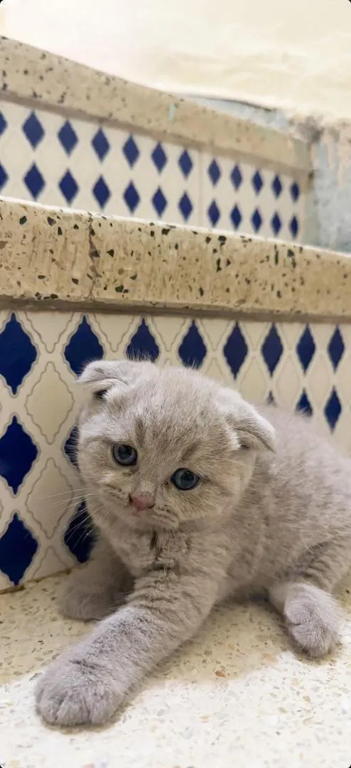 Chatons Scottish Fold