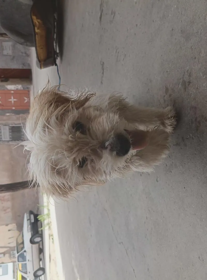 Bienvenue à un chien pur (mâle)