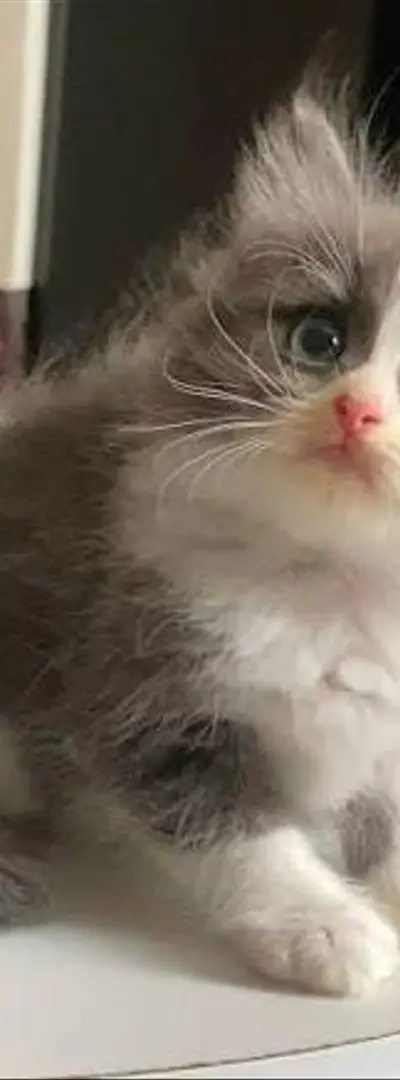 Bébé chaton Gris Bleu Russe âge 2 mois vermifugé