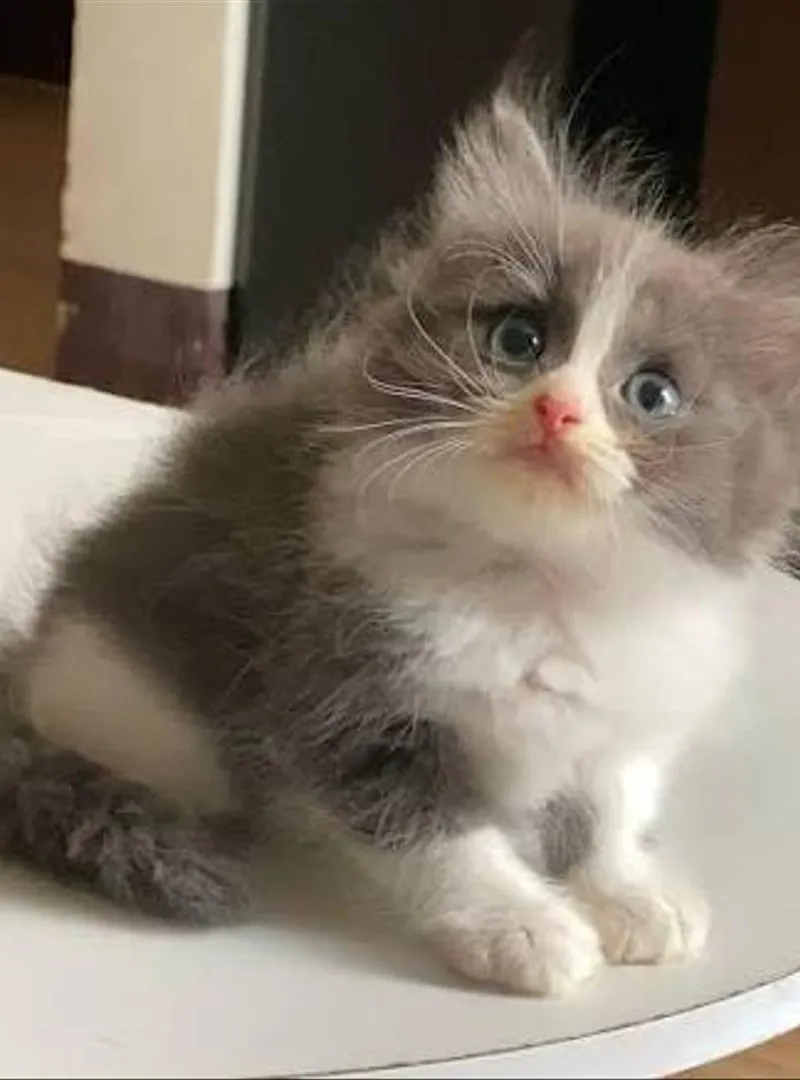 Bébé chaton Gris Bleu Russe âge 2 mois vermifugé