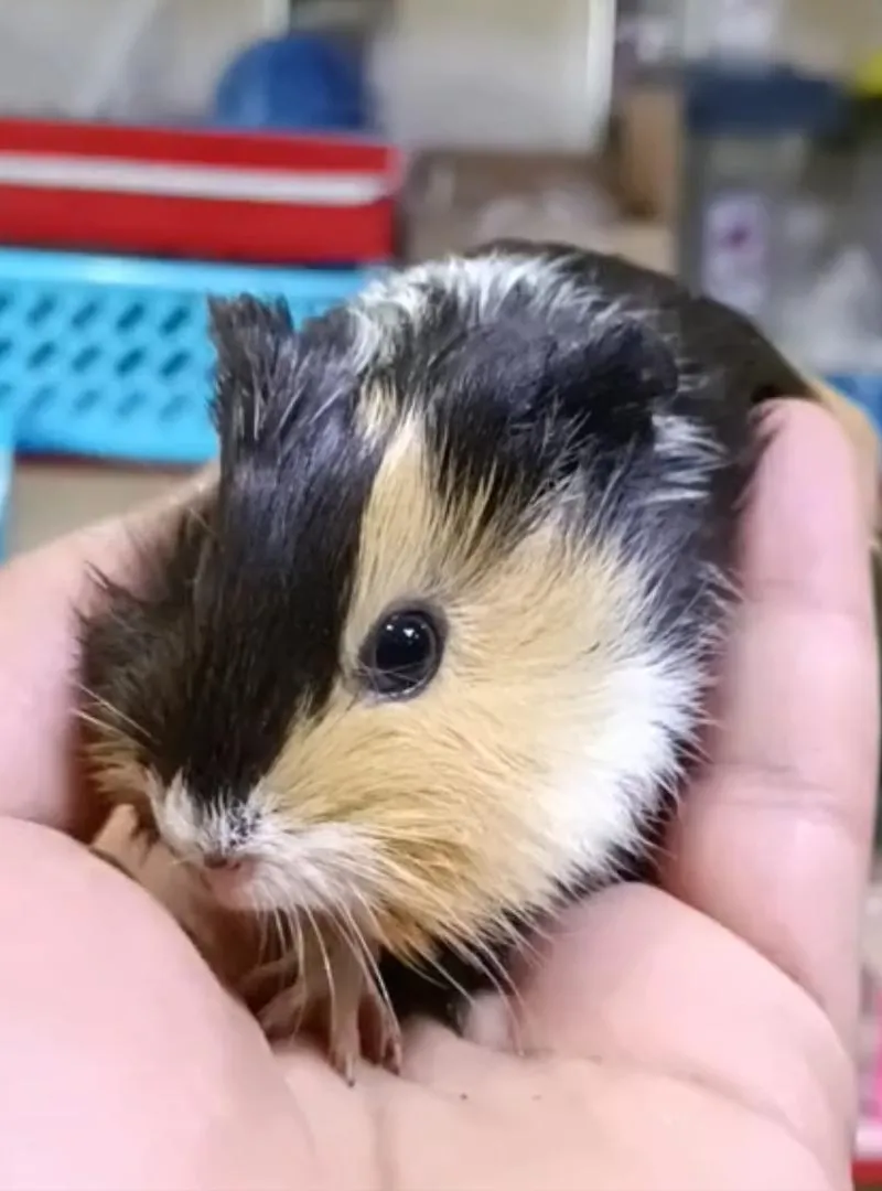 Hamtaro Hamtaro