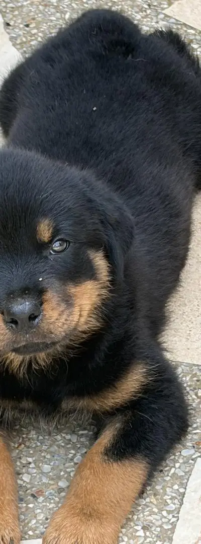 Beaux chiots Rottweiler de 2 mois