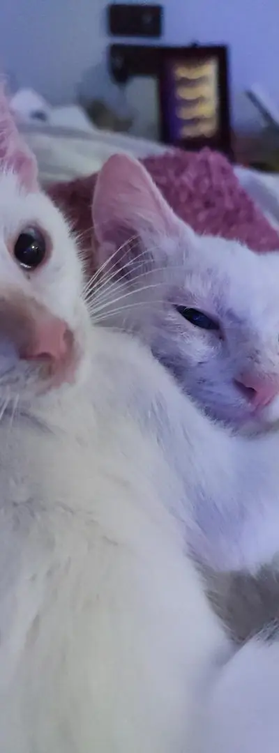 Deux chatons à vendre