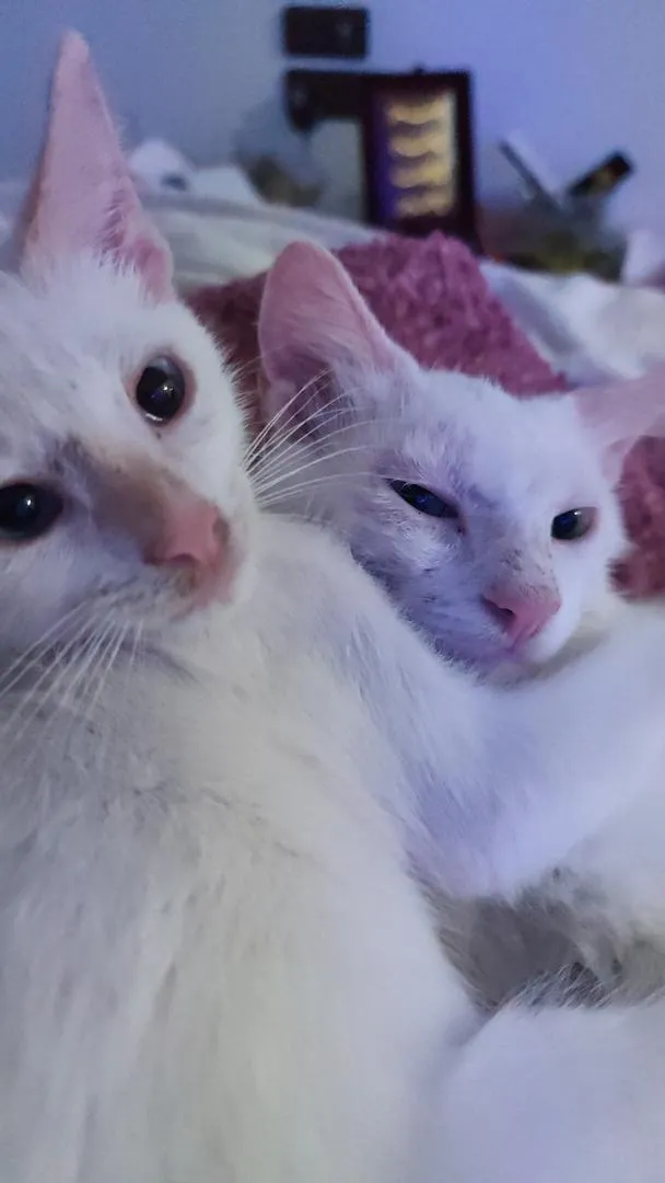 Deux chatons à vendre