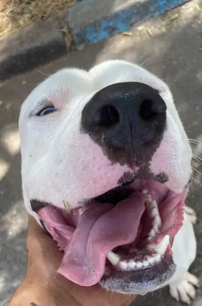 Dog argentin