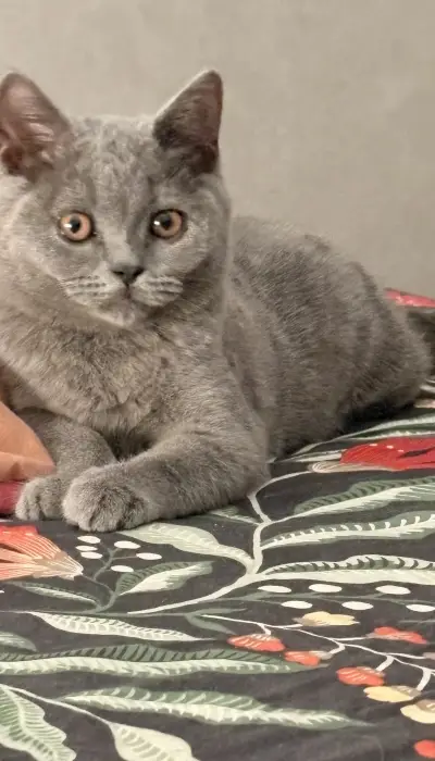 Scottish shorthair pur race