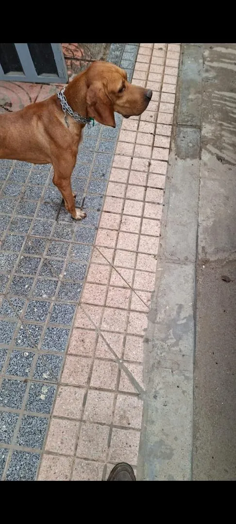 Chien de chasse