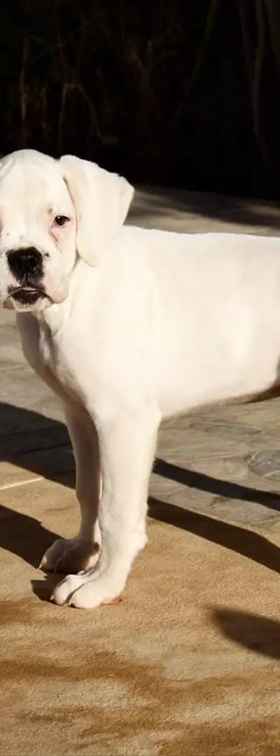 Chiot Boxer Blanc avec pedigree