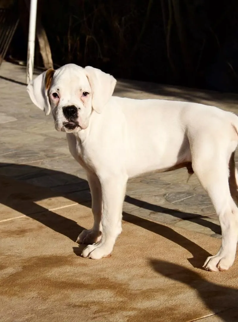 Chiot Boxer Blanc avec pedigree