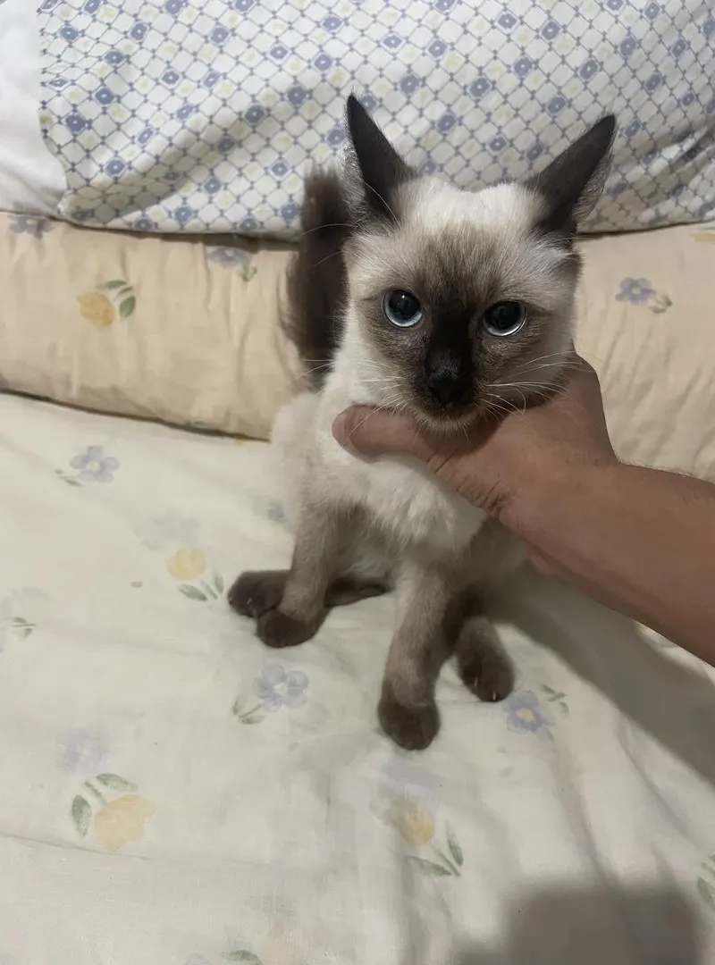 Chatte siamoise