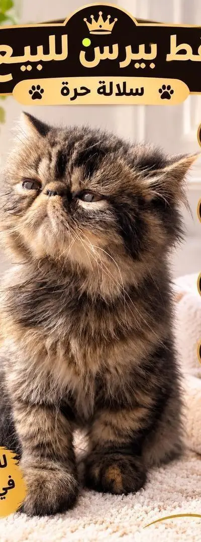 Chat persan à vendre