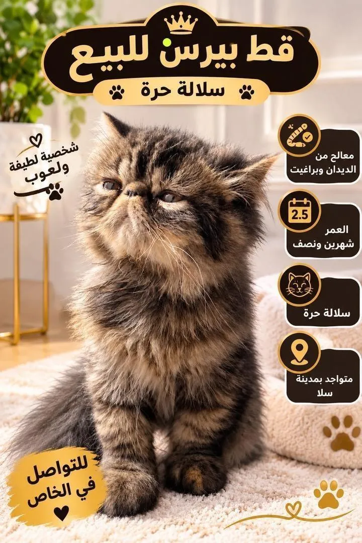 Chat persan à vendre