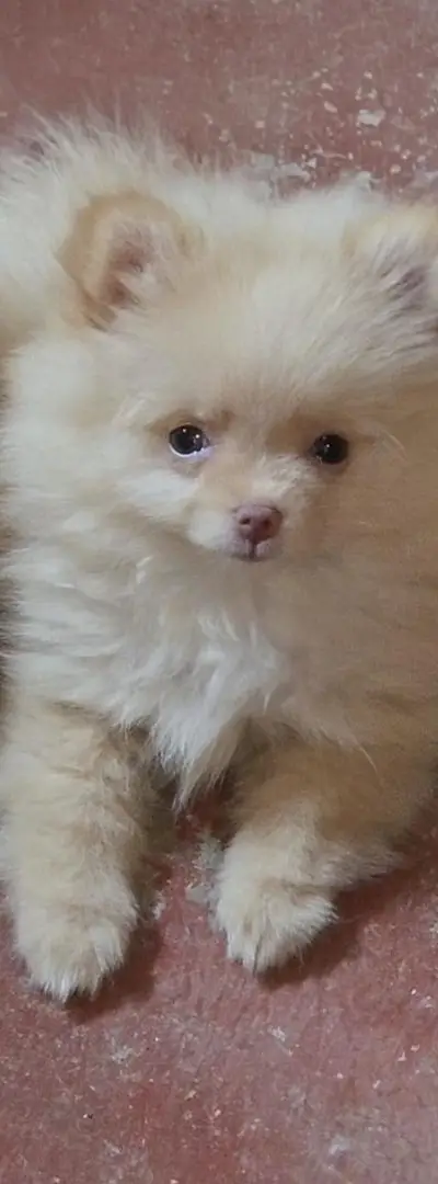 Spitz Pomeranian