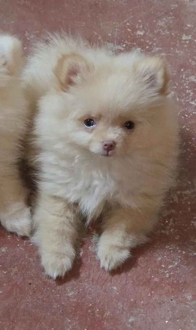 Spitz Pomeranian