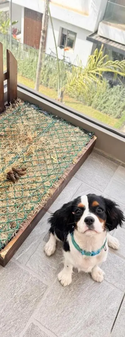 Cavalier King Charles tricolore