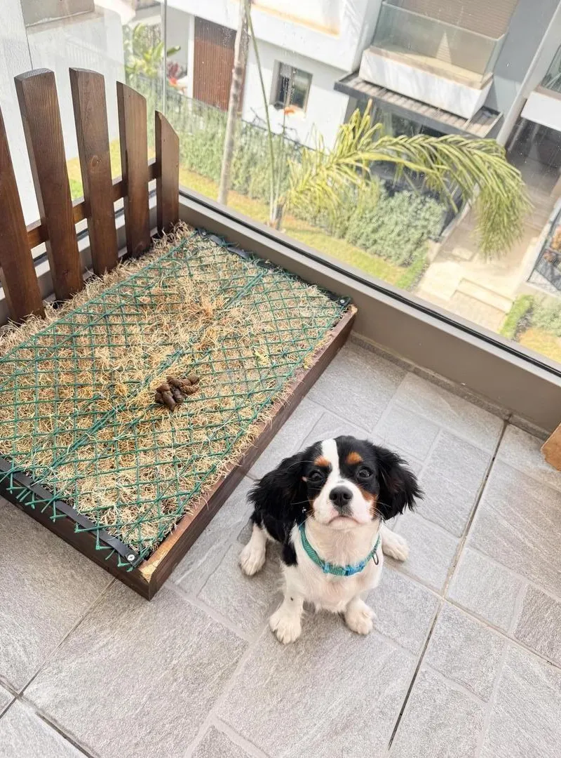 Cavalier King Charles tricolore