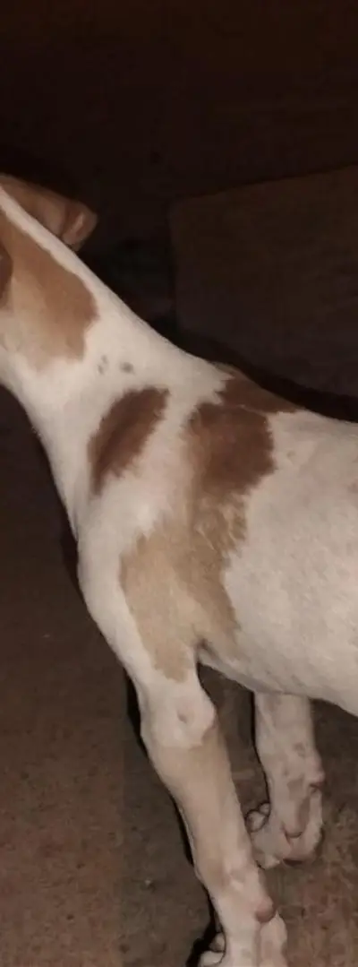 Femelle pointer anglais pure race à vendre.