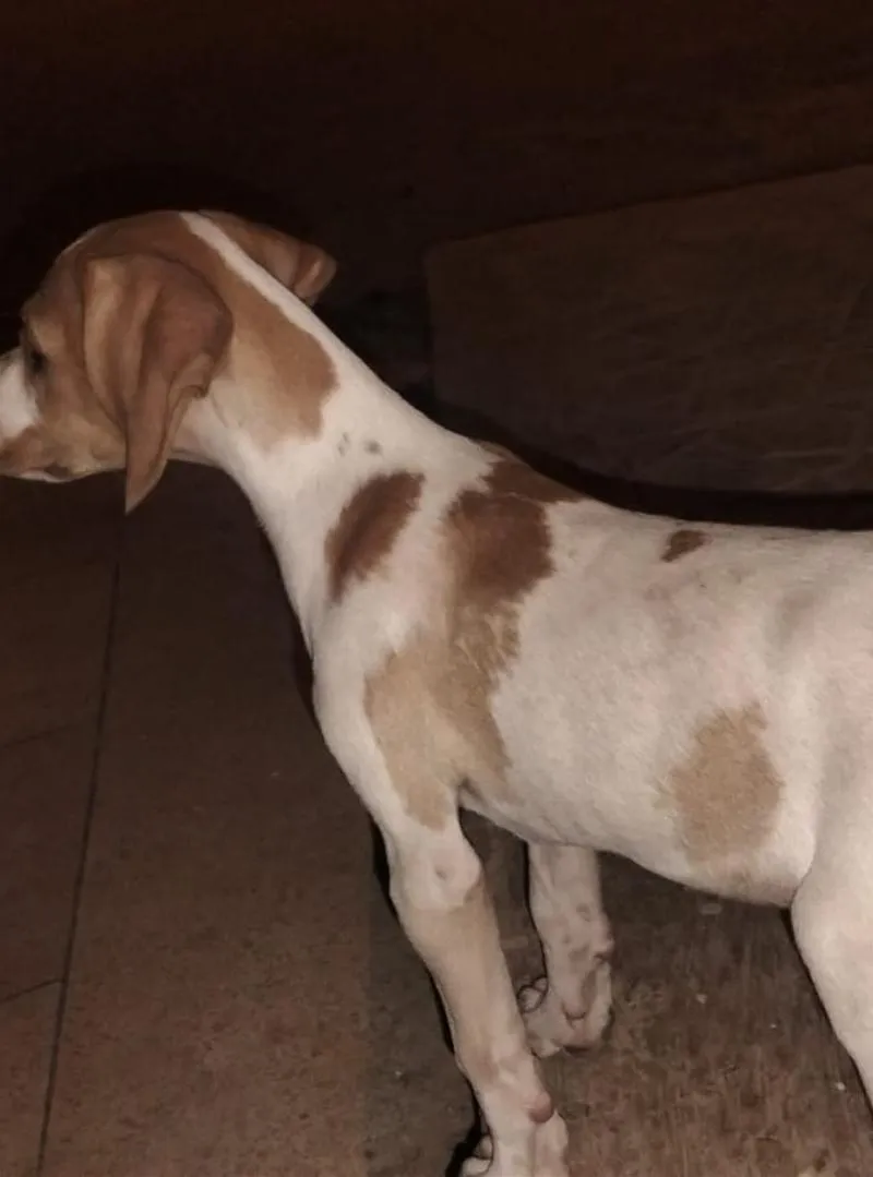 Femelle pointer anglais pure race à vendre.