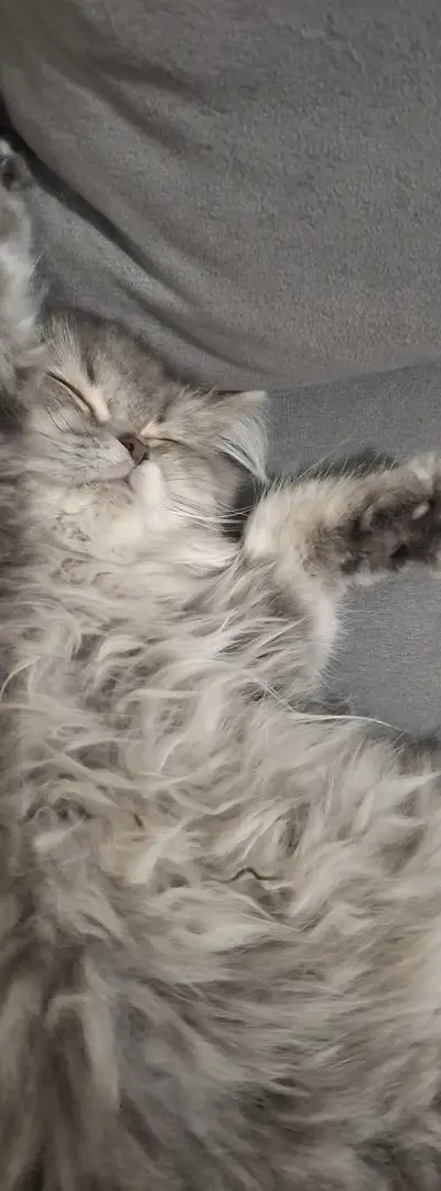 Je mets en vente mon chaton persan de 4 mois