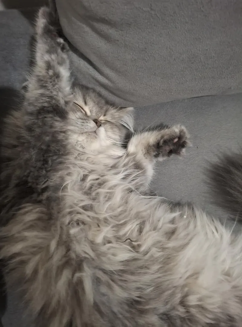 Je mets en vente mon chaton persan de 4 mois