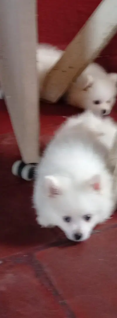 Spitz pomeranian blanc