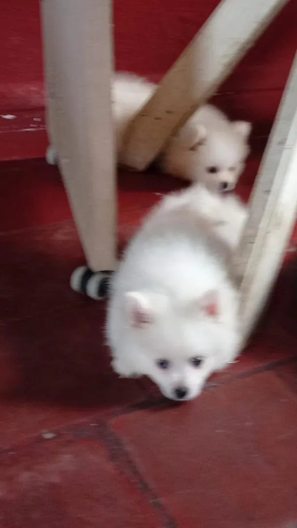 Spitz pomeranian blanc