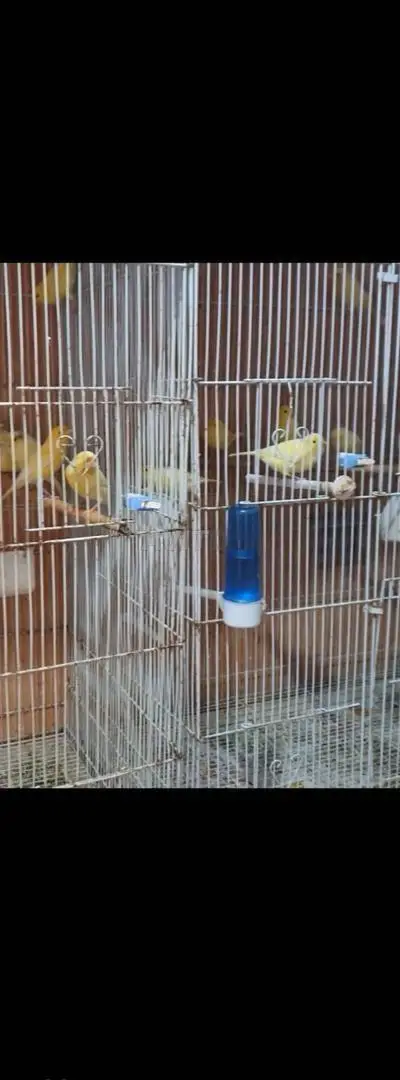 Canari malinois waterslager