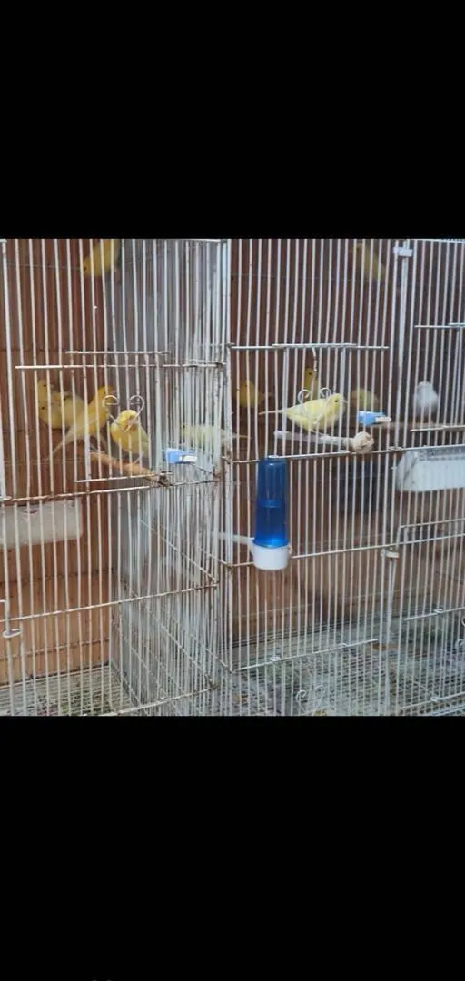 Canari malinois waterslager