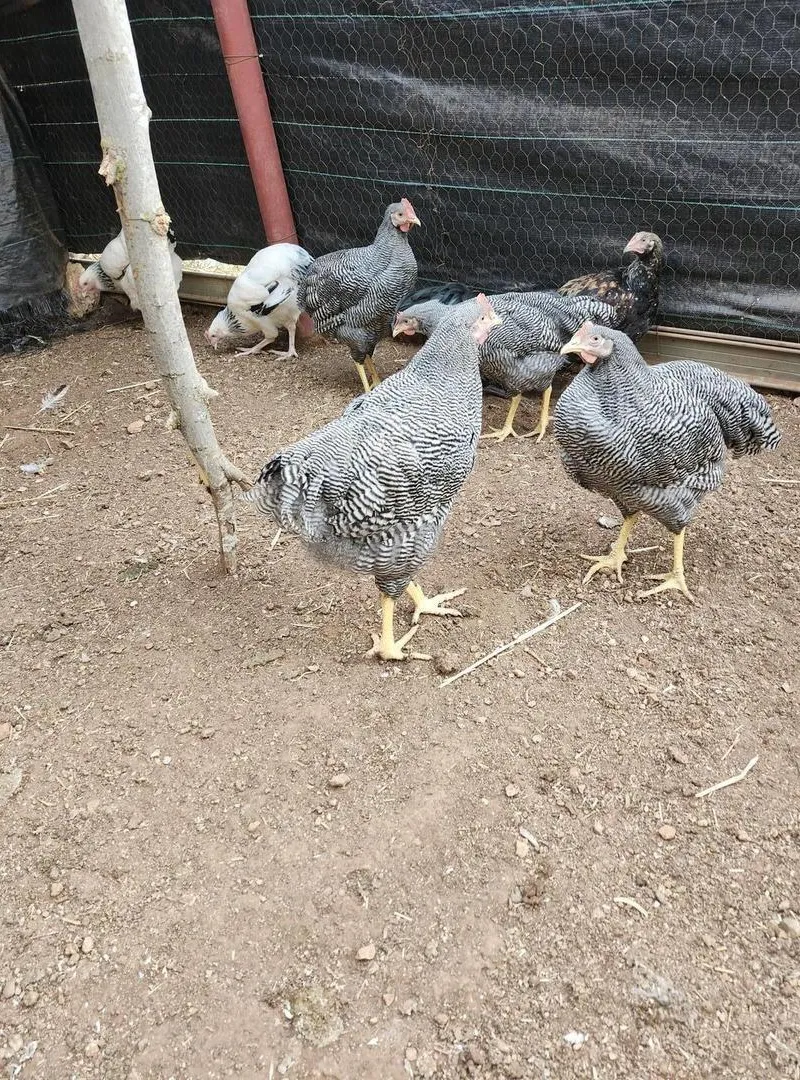 Poules Sussex et Plymouth Rock