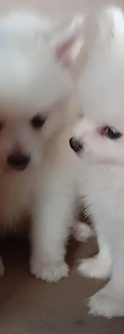 Bébé Spitz Nain Poméranien