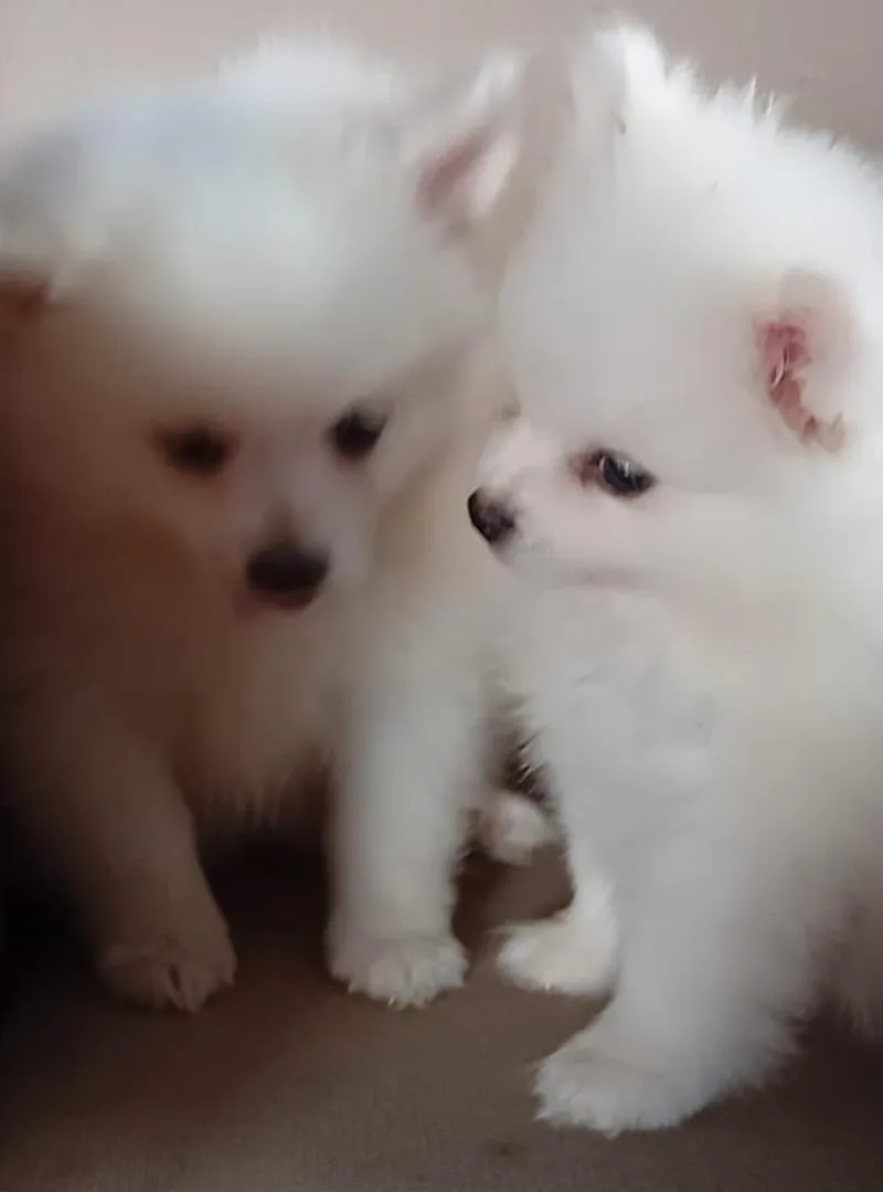 Bébé Spitz Nain Poméranien