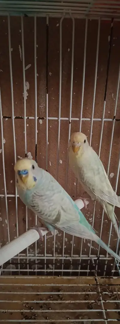 Couple Perruche