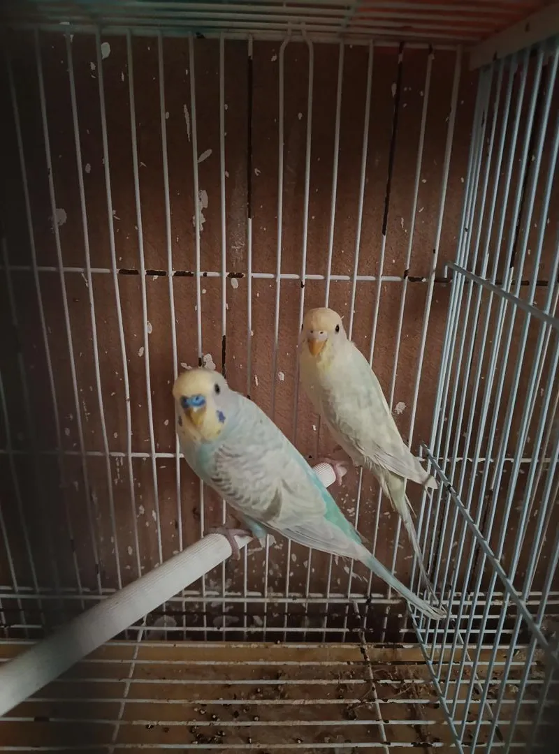 Couple Perruche